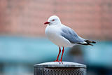 Seagull standing on a metal pole