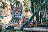 Tiger staring