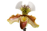 Close up of orchid (Paphiopedilum Maudiae) 