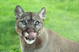 Closeup of Cougar in the grass