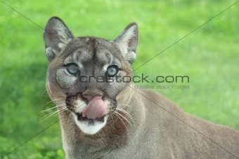Closeup of Cougar in the grass