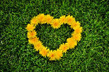 	Dandelion heart on a grass