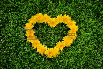 	Dandelion heart on a grass