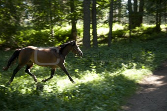 Galloping horse in the woods