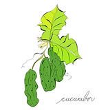 The green cucumbers
