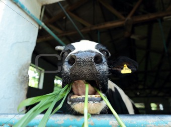 cow at farm