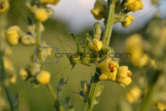 Green grasshopper on a flower
