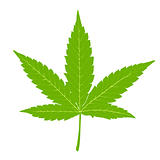 Cannabis leaf. Fully edutable by layers, vector (eps8).