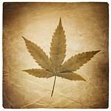 Cannabis leaf. Vintage background with torn edges. Isolated on w