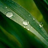 Grass with dew drops close up