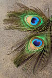 Two peacock feathers for background