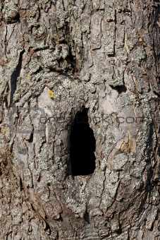 Trunk with hole