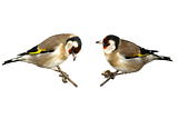 European goldfinch isolated on white, Carduelis carduelis