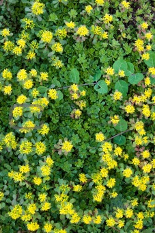 yellow flowerbed