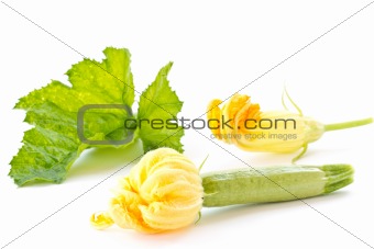 zucchini flower