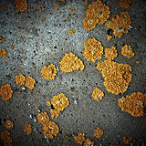 Lichens on stone texture, closeup