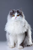 persian cat sitting on grey background
