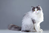 persian cat sitting on grey background