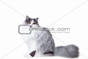 licking persian cat sitting on isolated white background