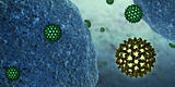 hepatitis B virus close to human cells