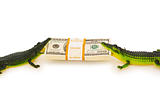 Two crocodiles fighting over dollars stack