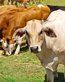 australian beef cattle herd