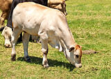 white calf australian beef cattle 