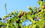 branch of the larch