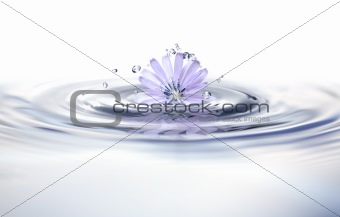 Flower In Water