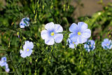  Linum lewisii flowers