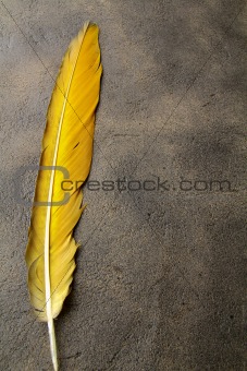 feather on a background of the empty space for the text