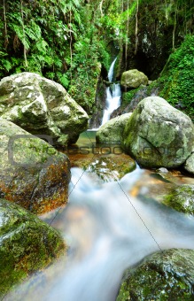 stream in jungle