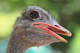 ostrich portrait close up