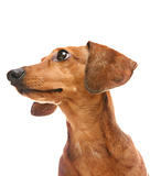 dachshund looking to a side