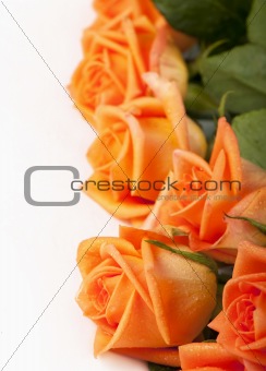 Bouquet of yellow roses on white background
