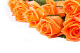 flower of orange roses
