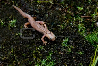 Rare Albino Newt Without Color Pigments And Red Eyes