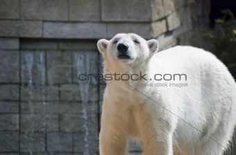 Big White Polar Bear Looking