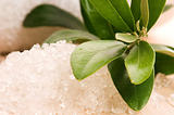Sea Salt With Fresh Olive Branch. Spa And Wellness 