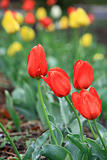 Beautiful spring tulip red and yellow