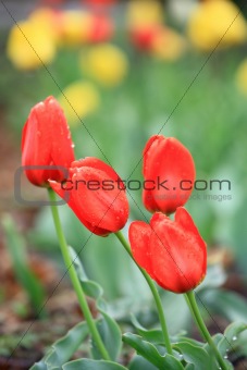 Tulip red and yellow