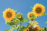 sunflowers on blue sky background 