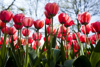 Beautiful spring tulip