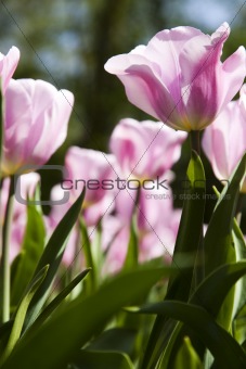 Fresh Beautiful Tulips