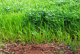 Growing wheat field