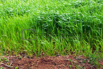 Growing wheat field