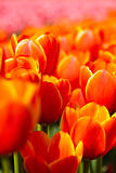 Beautiful spring tulip