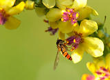 Flying honeybee Working bee