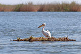 pelican in Danube Delta