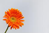 orange gerbera daisy